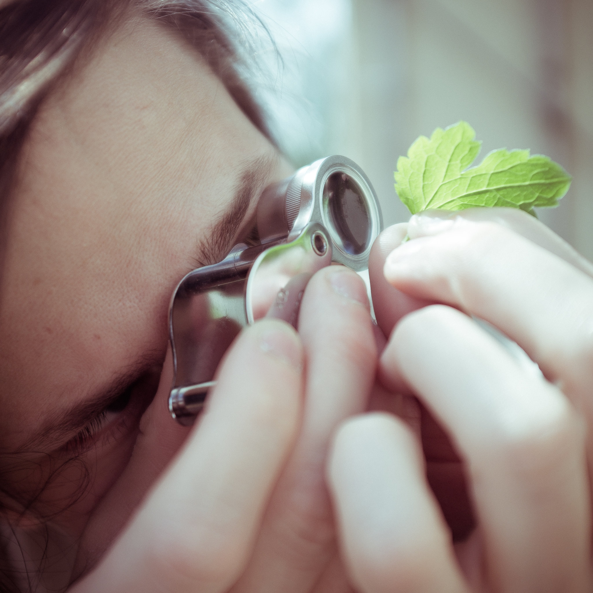 A person examines a small leaf using a foldable loupe.
